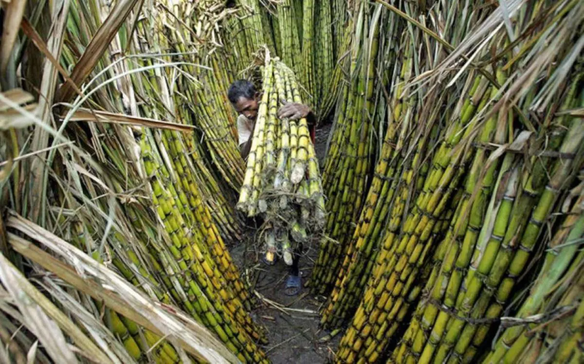 Камерун сахарный тростник. Сахарный тростник цветок. Листья сахарного тростника. Сахарный тростник в древней Папуа новой Гвинеи. Крупнейшие производители сахарного тростника