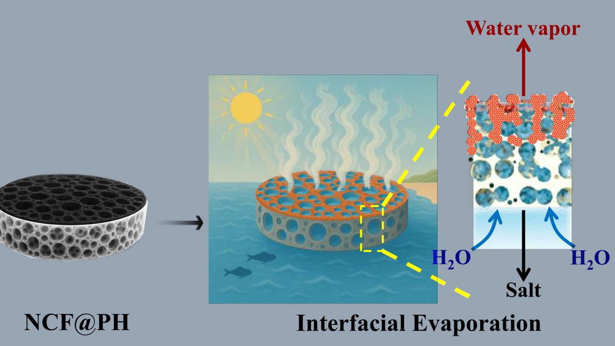 Researchers report carbon ‘flowers’ material that could cut desalination costs