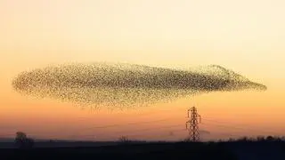 Symphony in the sky: Murmuration of starlings Symphony in the sky: Murmuration of starlings