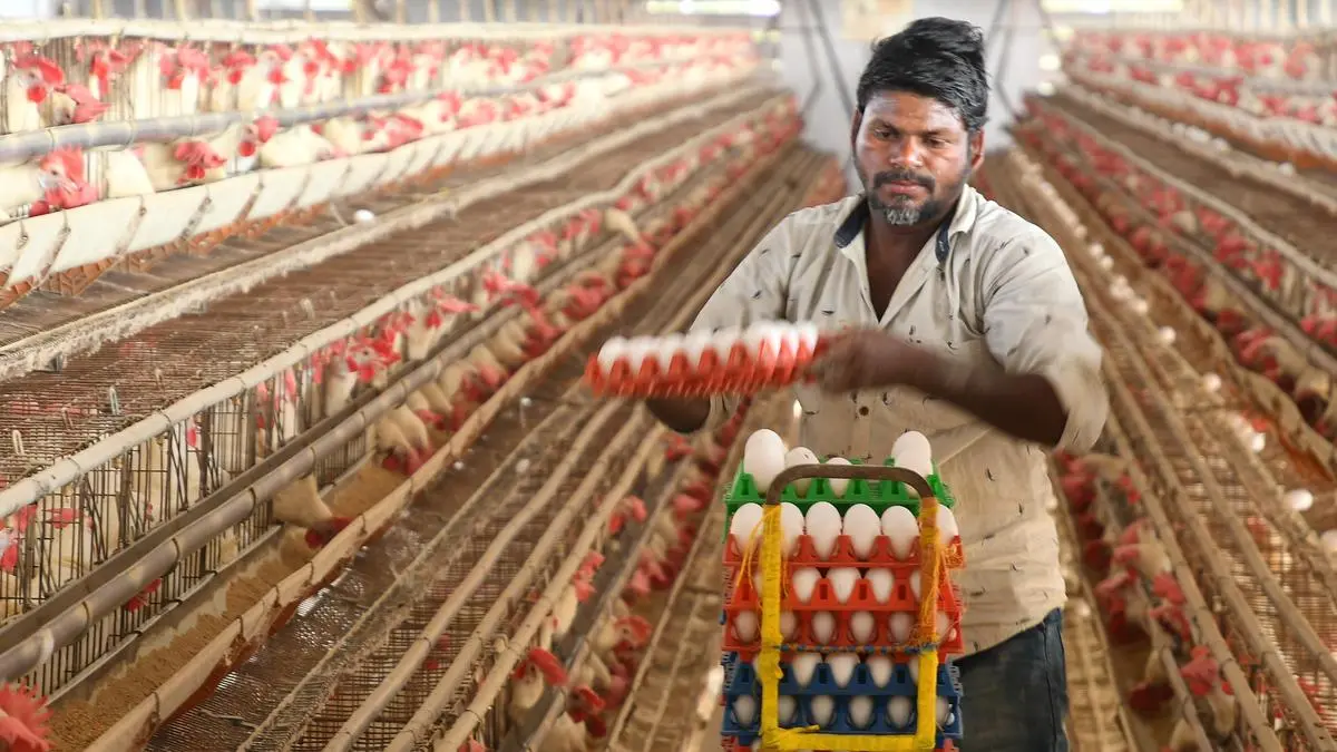 India’s H1 poultry exports up 43% on demand from Oman, Sri Lanka and Japan