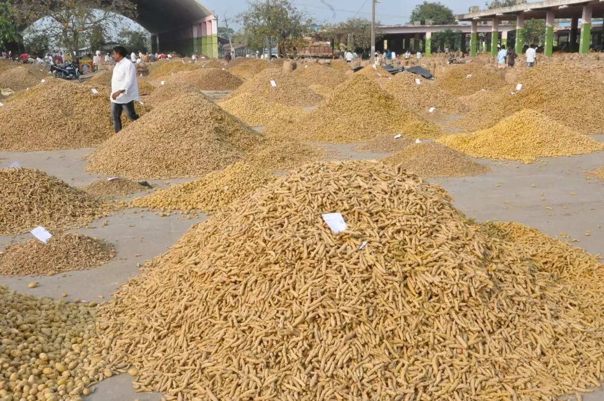 Telangana accounts for 30 per cent of the country’s turmeric production