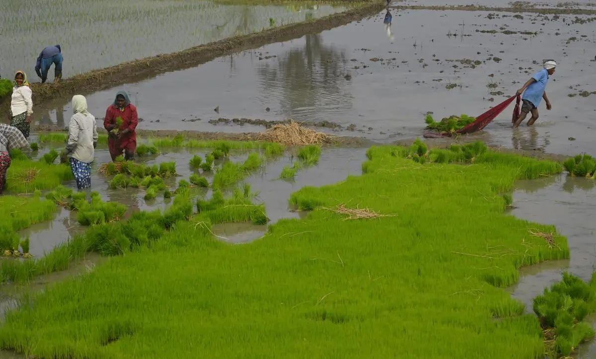 thehindubusinessline.com - Telangana to promote natural farming in 61,125 acres