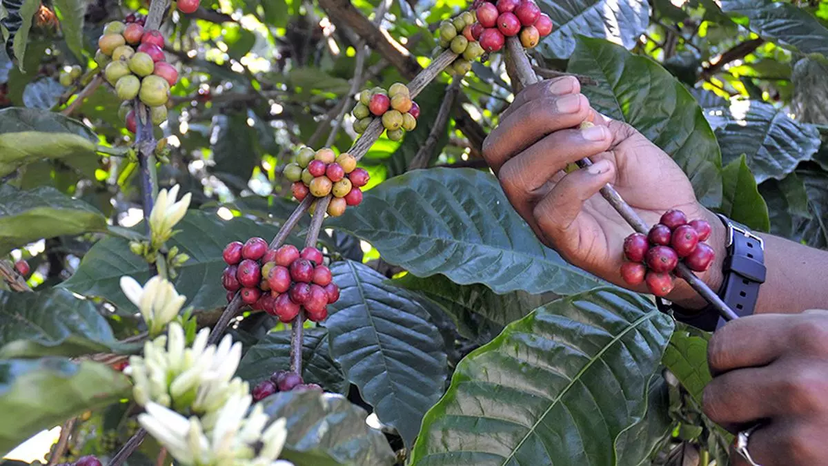 As exportações de café da atual temporada da Índia tiveram um bom começo