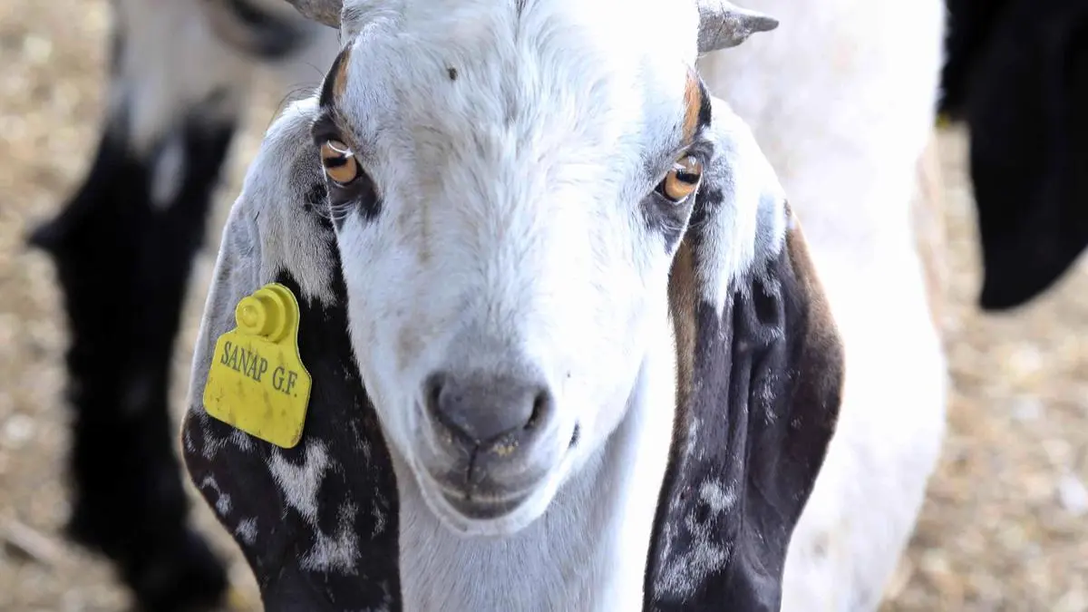 Scrap Livestock Import and Export Bill, says animals protection body The Hindu BusinessLine