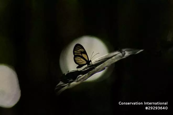 A clearwing butterfly (Oleria sp.) specimen, from one of the 218 species of butterflies observed during an expedition to the Peruvian region of Alto Mayo, is pictured, June 8, 2022.  