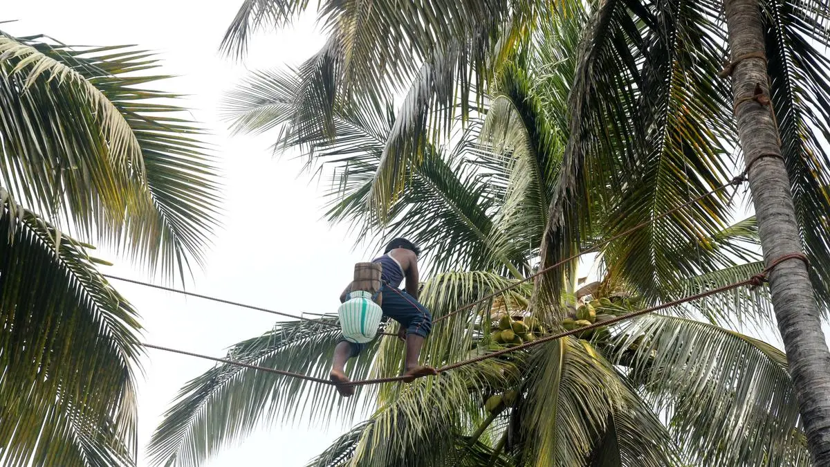Coconut industry gets a policy boost
