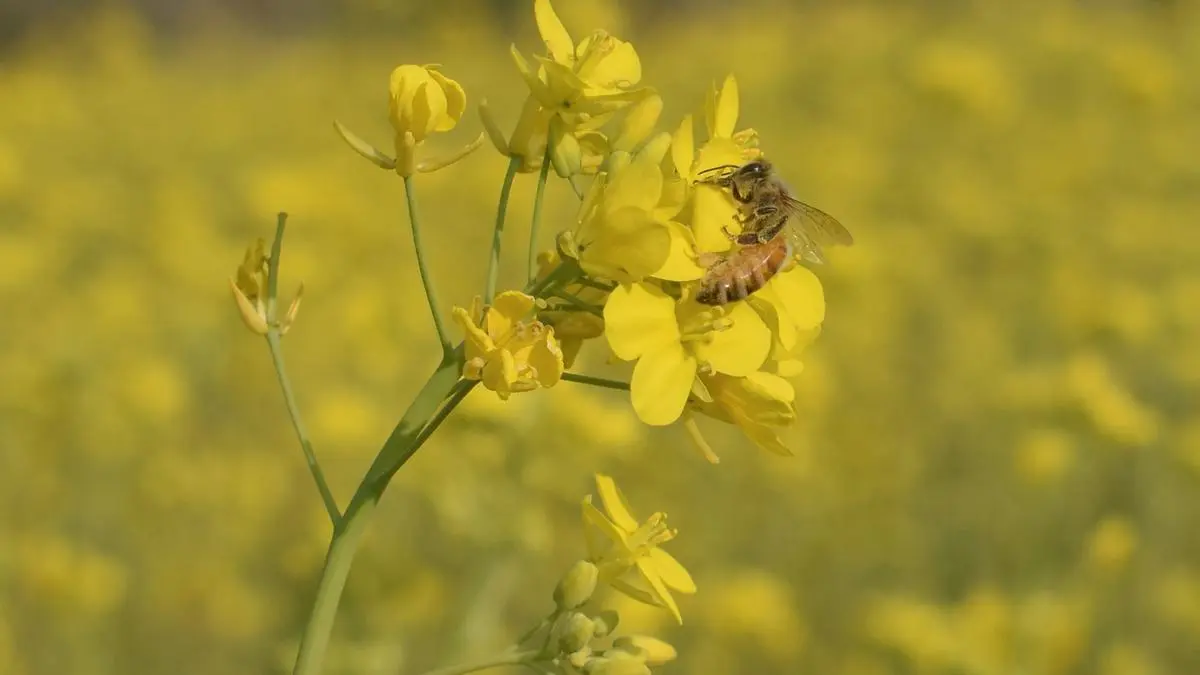 Setting up special courts to expedite agri-related cases - The Hindu  BusinessLine