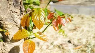 Carbon forestry: Pongamia pinnata or Indian beech Carbon forestry: Pongamia pinnata or Indian beech