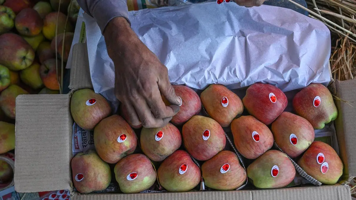 Kashmir’s stored apple produce faces price slump amid import surge