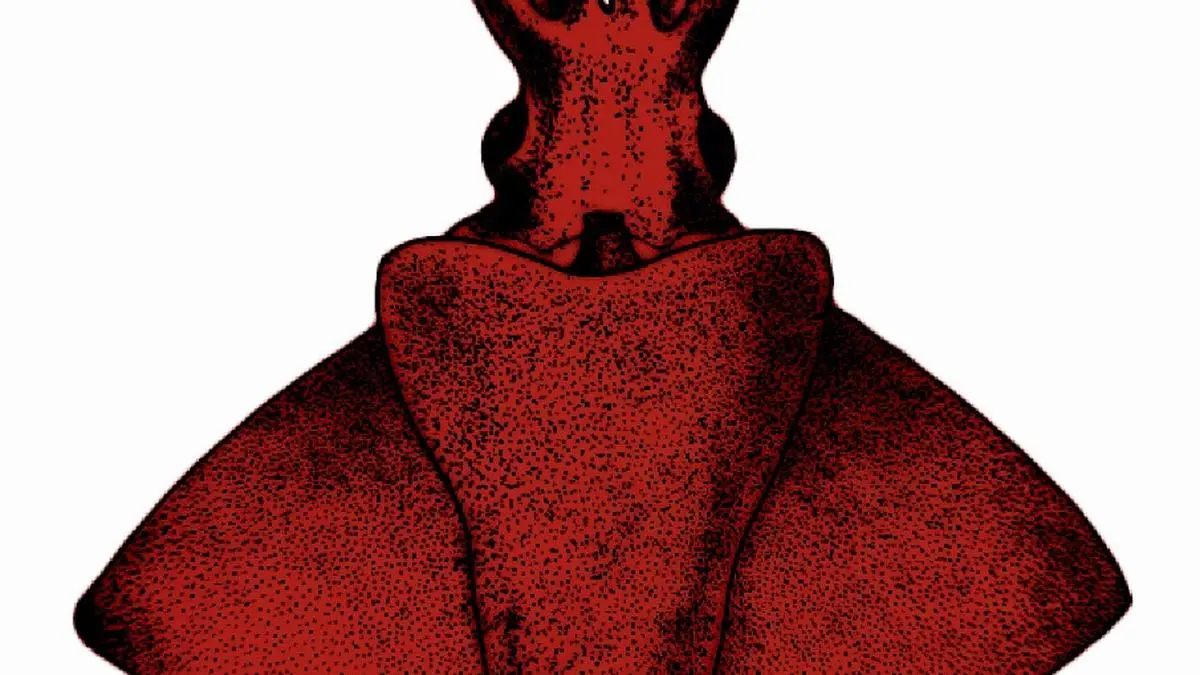 Indian scientists discover new deep-sea squid species in Arabian Sea