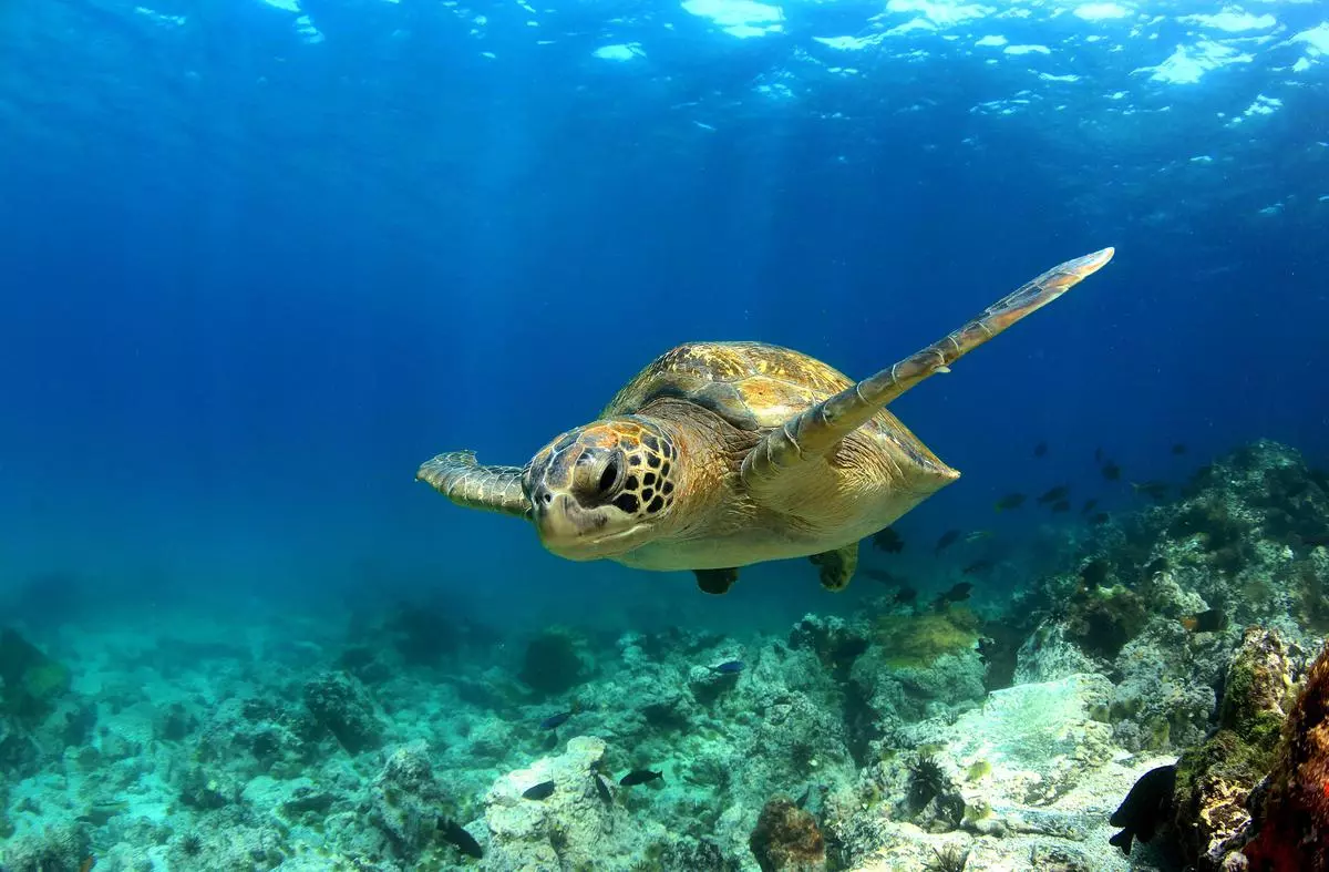 Where turtles roam: Scientists are studying how sub-sea
currents and temperatures influence cyclone formationI