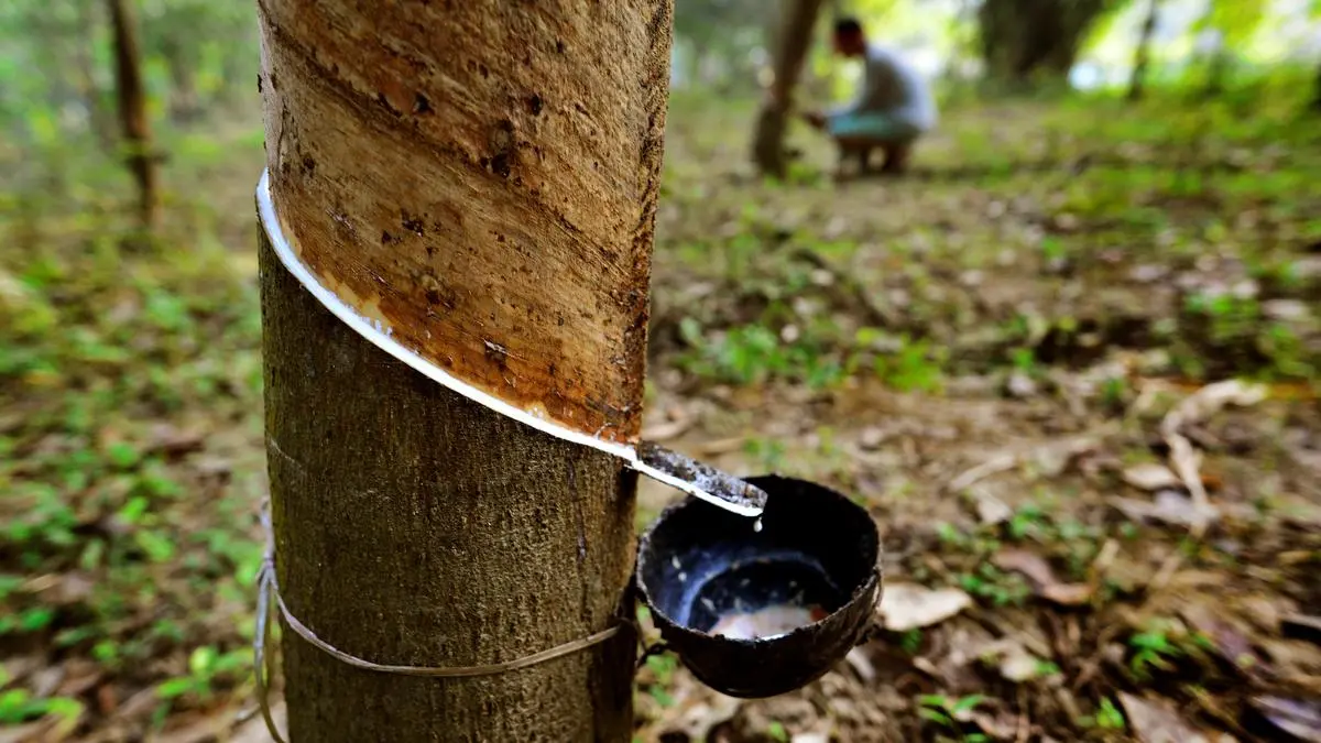 mRube, Rubber Board's electronic trading platform set to go ...