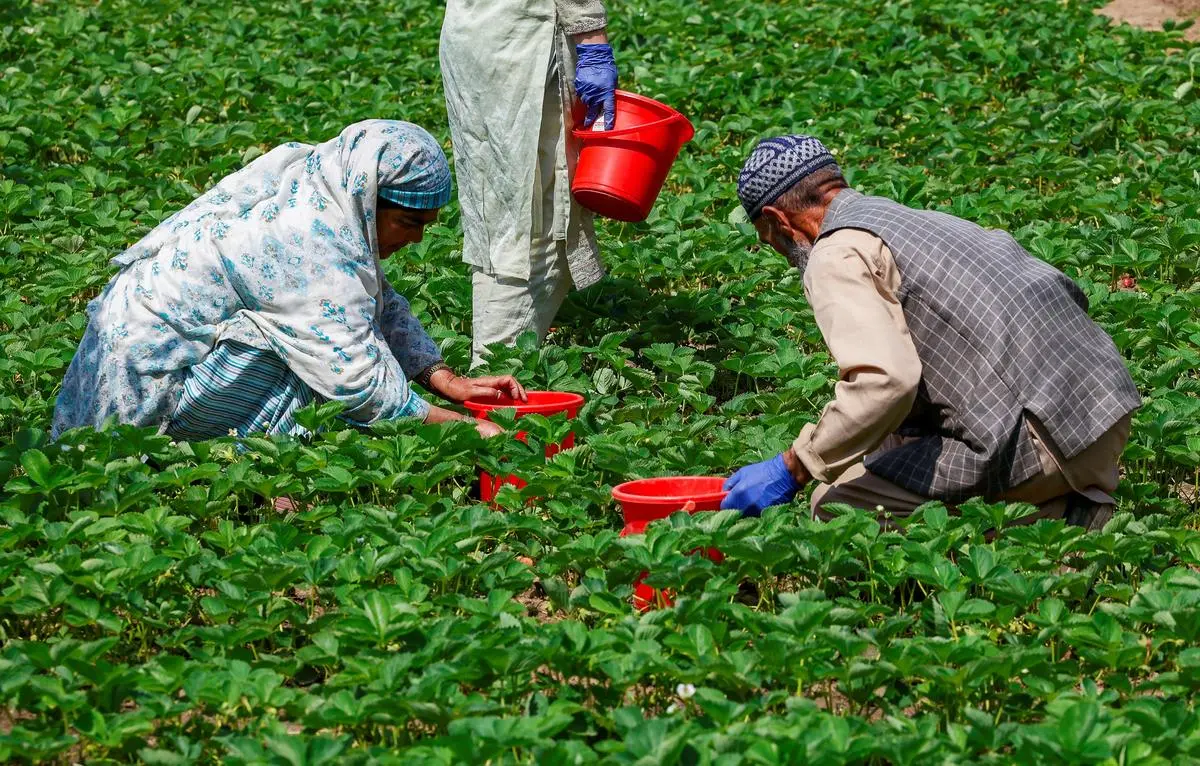 thehindubusinessline.com - The missing middle of Indian agriculture: Why small-farm mechanisation is the next big reform