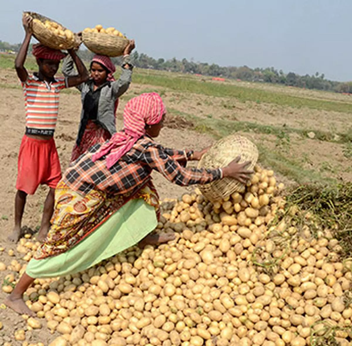 Prices in West Bengal is relatively higher at around 21-23 a kg due to lower crop and lesser release from cold storages