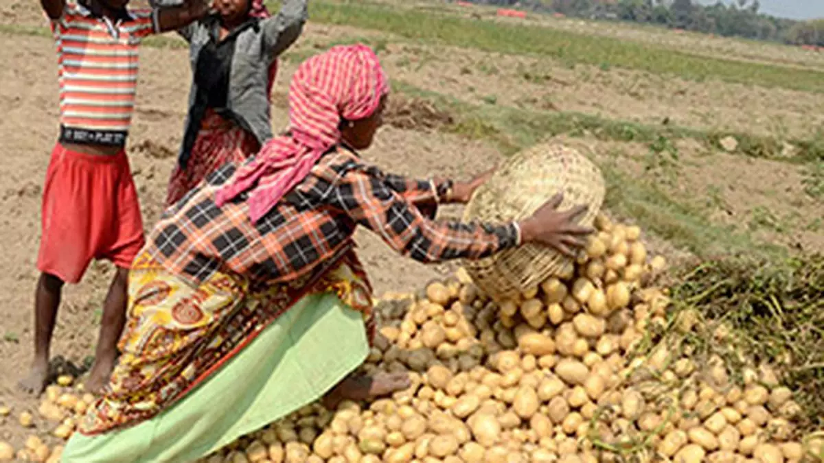 Potato Prices Surge As Bengal Crop Down 23 The Hindu BusinessLine   IMG BL25 THINK FARM1 2 1 FO83NRNU 