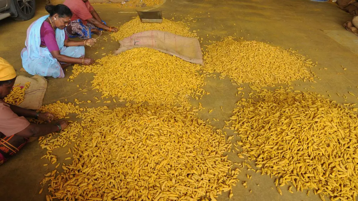 Turmeric prices will likely rise further despite 80% gain year-on-year