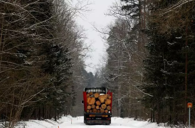 A truck loaded with logged trees is pictured at one of the last primeval forests in Europe, Bialowieza forest, near Bialowieza village, Poland. 