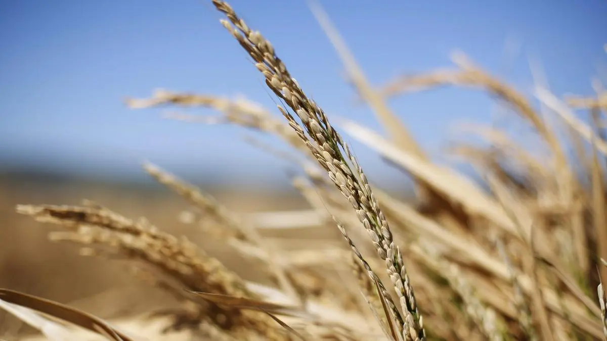 Genome-edited rice varieties to be a game changer in sustainable agriculture: Govt