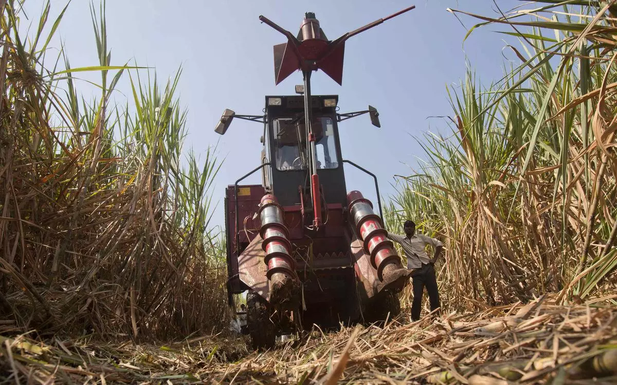 The mechanisation level in planting/transplanting operation for sugarcane is 20 per cent