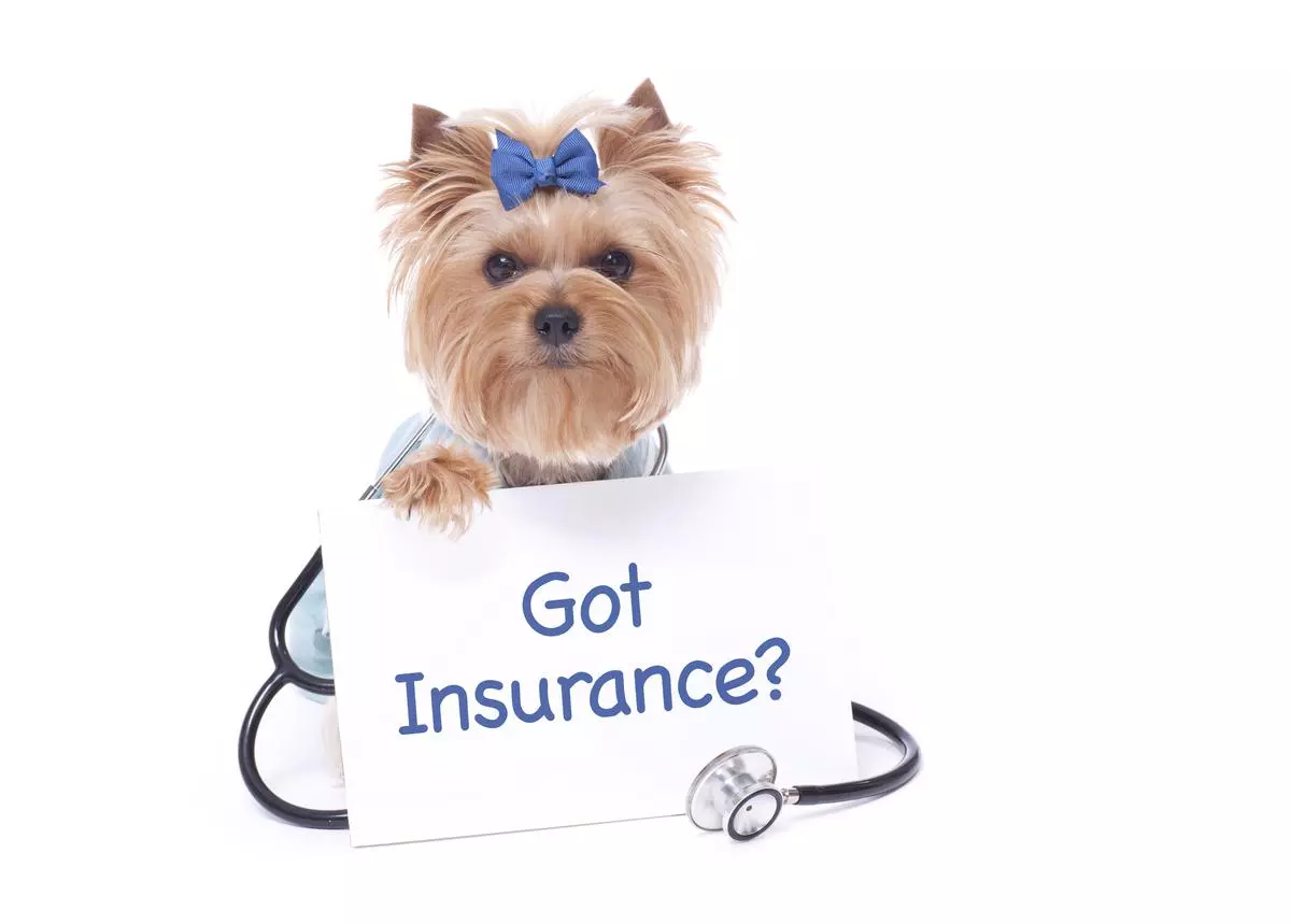 Pet Insurance: What Is, How Much, Coverage, and More