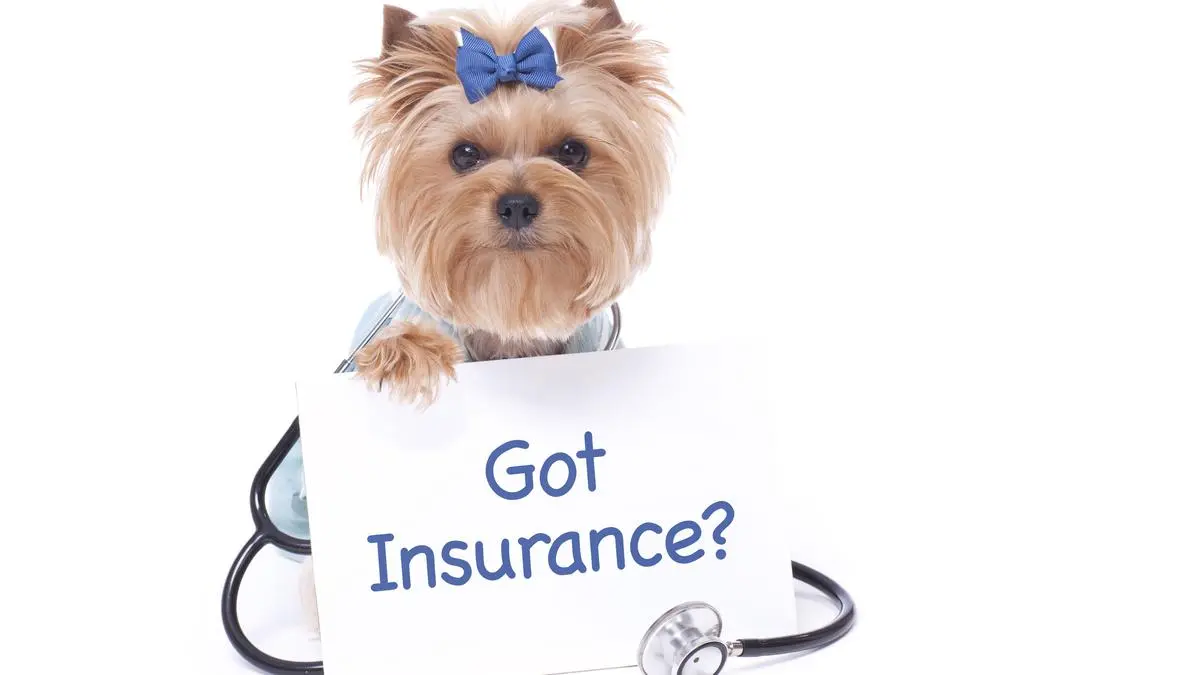 Cheapest Dog Insurance
