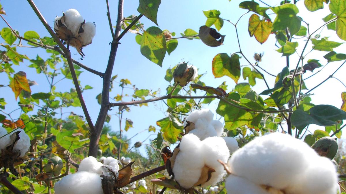 Cotton prices gain as demand increases on weakening rupee