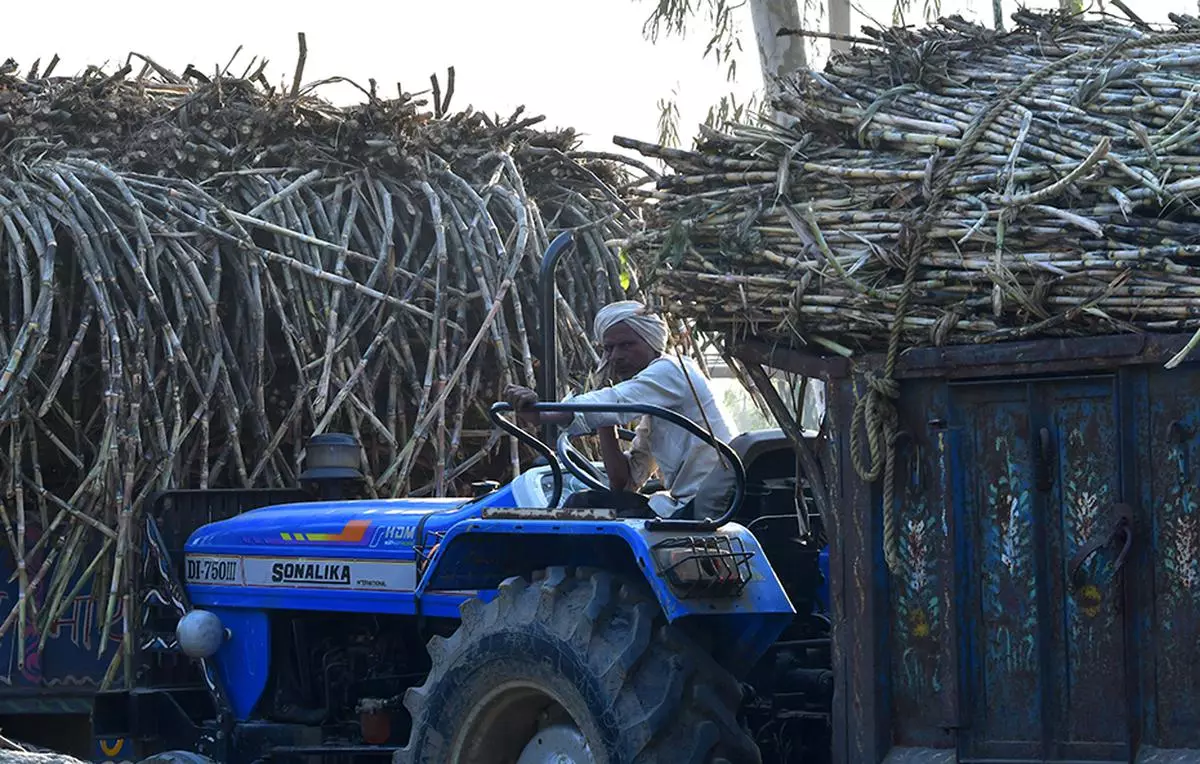 Several sugar mills in western India started operations late this season (file image)