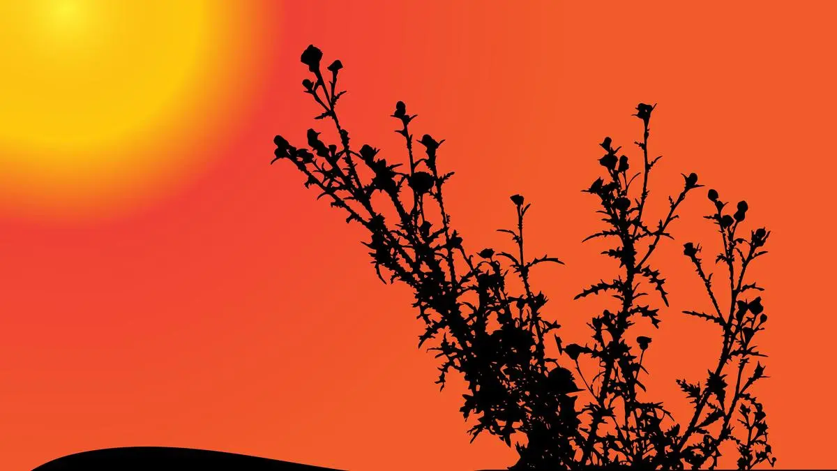 Nature, the ultimate climate warrior