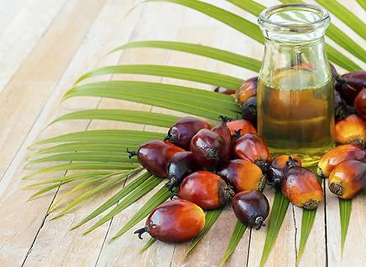 thehindubusinessline.com - Oil palm intercropping unlocks higher farm returns
