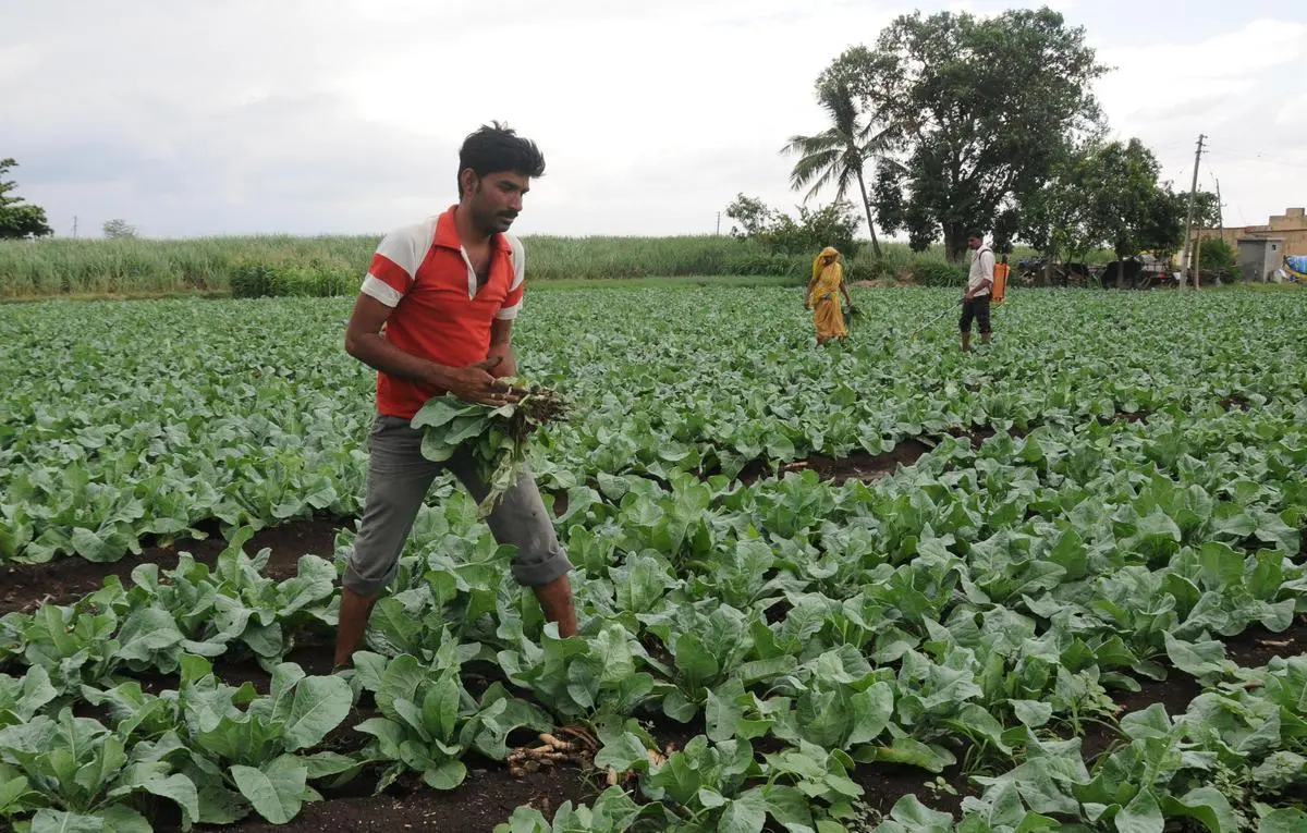 thehindubusinessline.com - Sahyadri Farms: Where farmers pay more to the government than they get