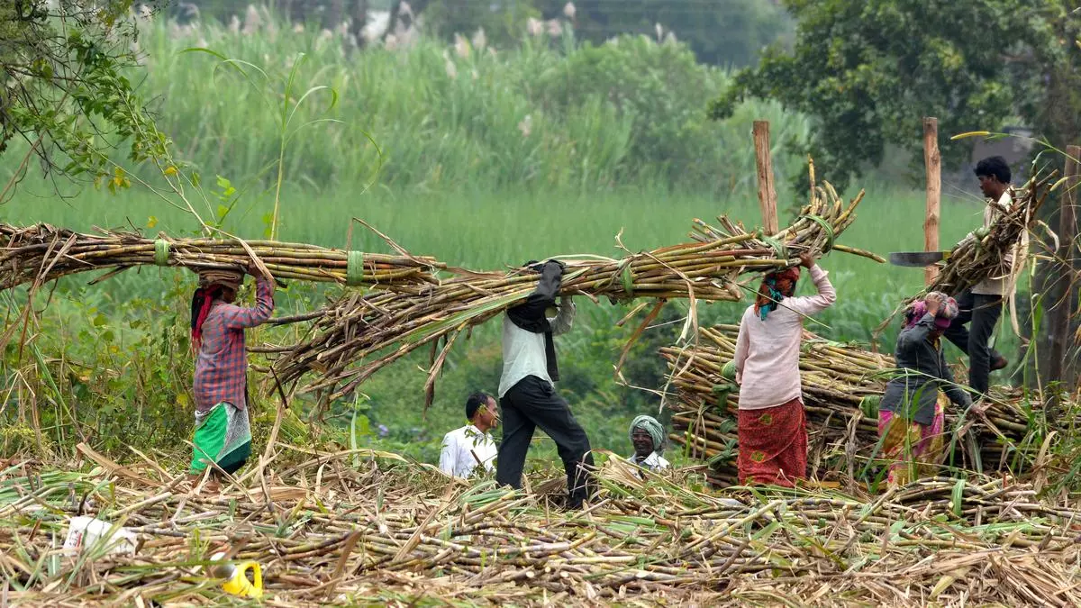 Sugar production touches 315 lt; UP, Maharashtra spring surprise in actual output