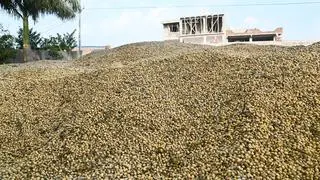 Soya bean crop, harvested recently, being stored at the house of a farmer in Madhya Pradesh’s Khandwa district. 
