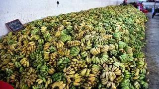 In the case of bananas, India holds a 25.4 per cent share of global production, but it accounts for only 1.2 per cent of global exports. That the country’s banana exports have grown tenfold from $25 million in 2010 to $250.6 million in 2023 reflects its potential.