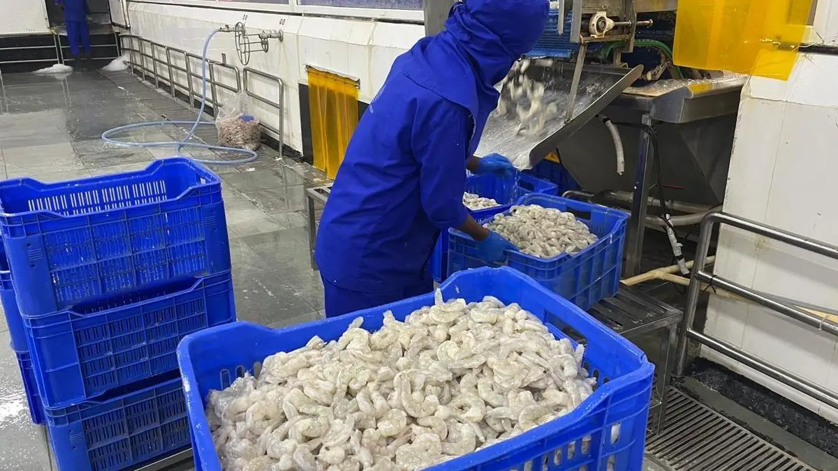 West Asia conflict hits India’s seafood exports to Gulf nations