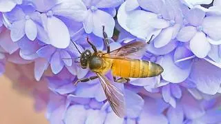 A honeybee collects nectar from flowers, in Agartala  A honeybee collects nectar from flowers, in Agartala