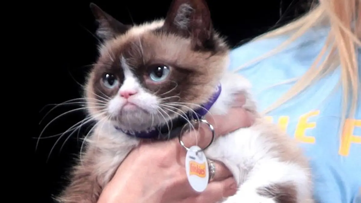 Death of a grumpy cat who made millions smile - The Hindu BusinessLine