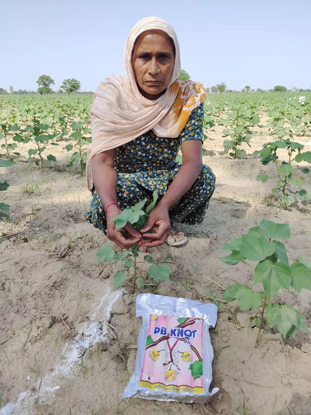 SABC-trained farm labour tagging novel Mating disruption PBKnot tech to ward off pink bollworm at village Dharampura, Sirsa, Haryana recently