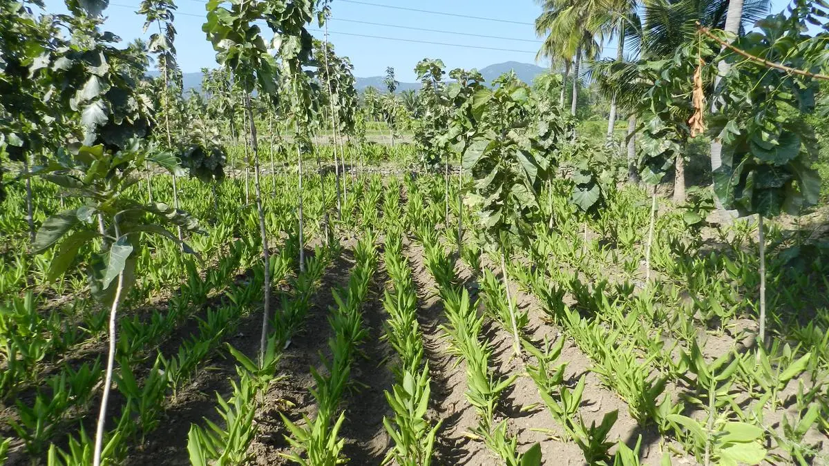 Centre issues draft rules to ease tree felling on agricultural land, boost agroforestry