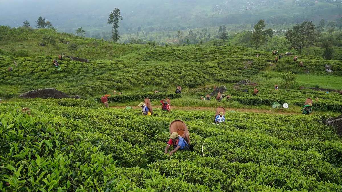 Rising North Indian buys, export demand lift orthodox tea prices at ...