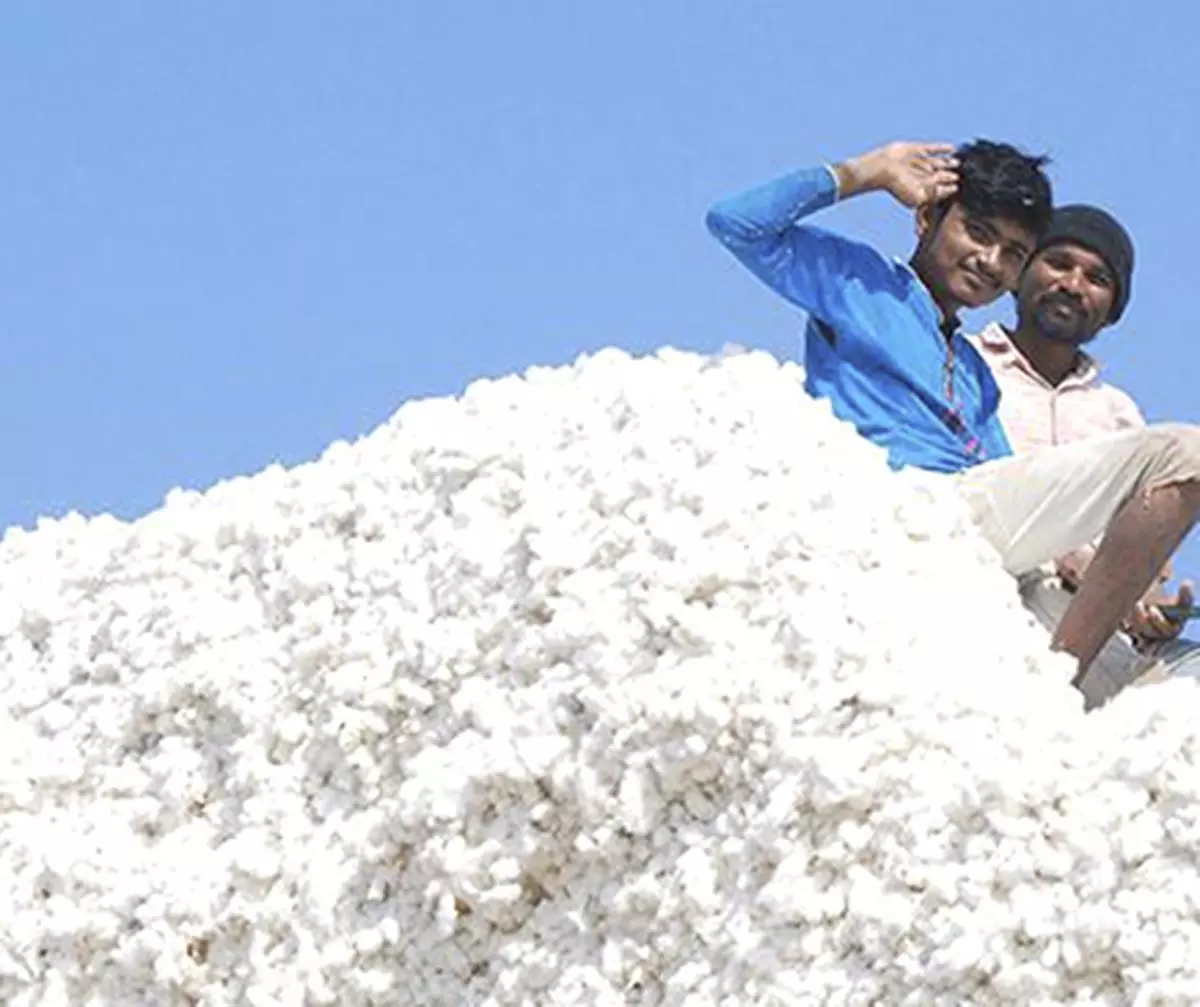 India's cotton exports stall as farmers delay sales hoping for higher  prices