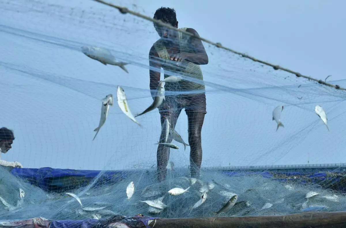 A fisherman sorts out the enmeshed catch from the fishing net at Pamban seashore in Rameswaram island. (L Balachandar/The Hindu)