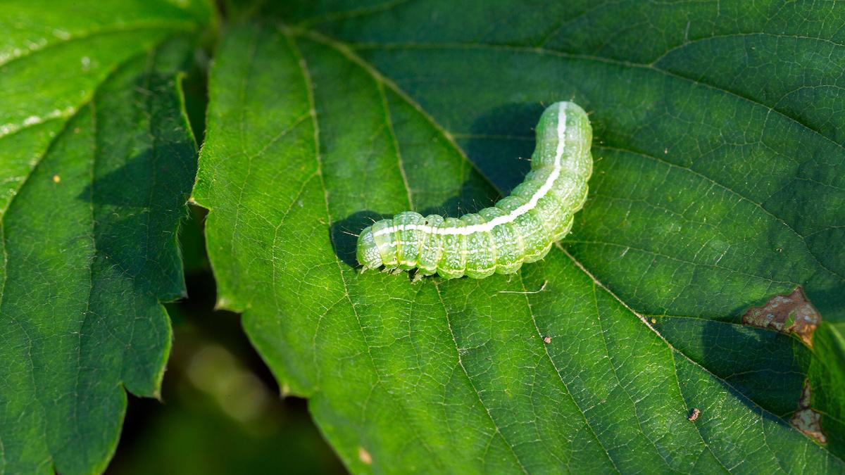 How plants summon help