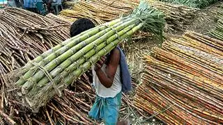In India, the USDA estimates sugar output to jump over 25 per cent to 35.3 million tonnes during 2025-26, from 28 million tonnes in the previous year, rebounding on favourable weather and increased area. 