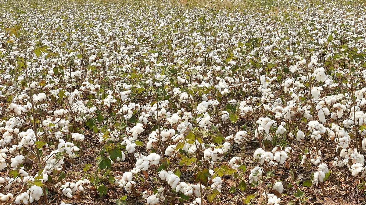 Demand for Indian cotton emerges as prices drop to ₹53,000 a candy