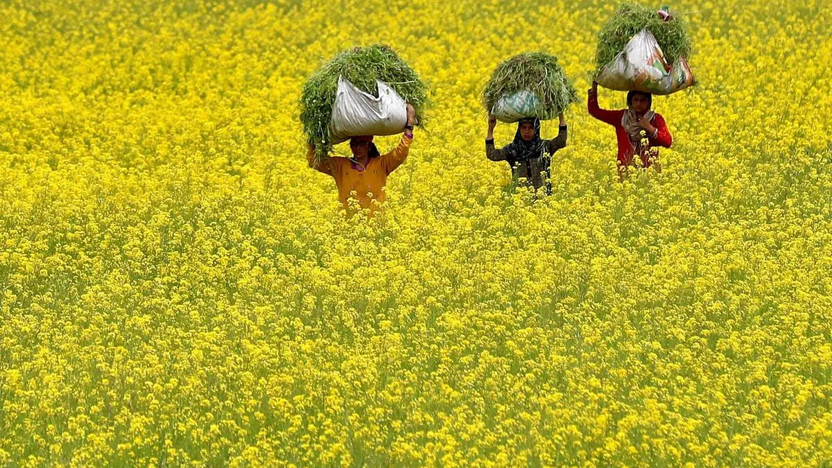 Regenerative mustard farming boosts yields by up to 31%, cuts costs: SEA