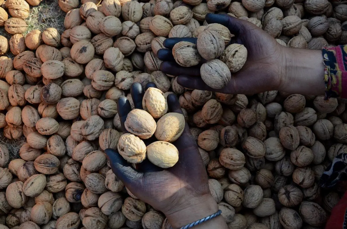 thehindubusinessline.com - Law stalls shift to high-density walnut farming in Jammu & Kashmir