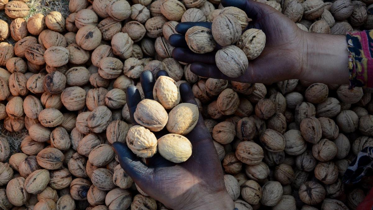 Law stalls shift to high-density walnut farming in Jammu & Kashmir