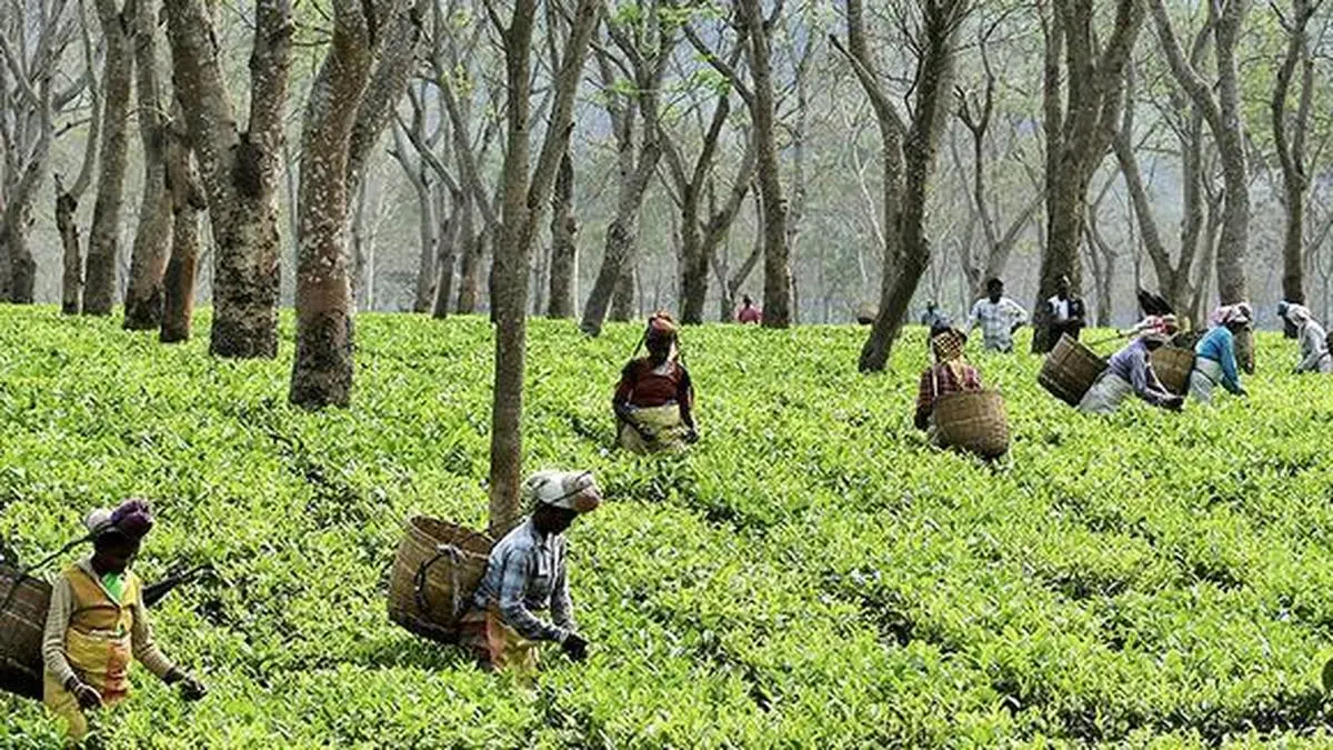 Cautious demand hits tea prices in Kochi auctions