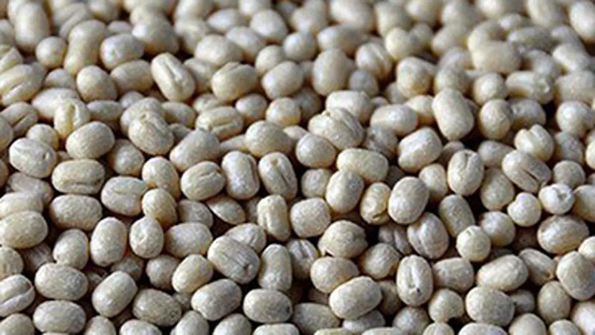Trade sees urad imports from Brazil rising to 50,000 tonnes this year