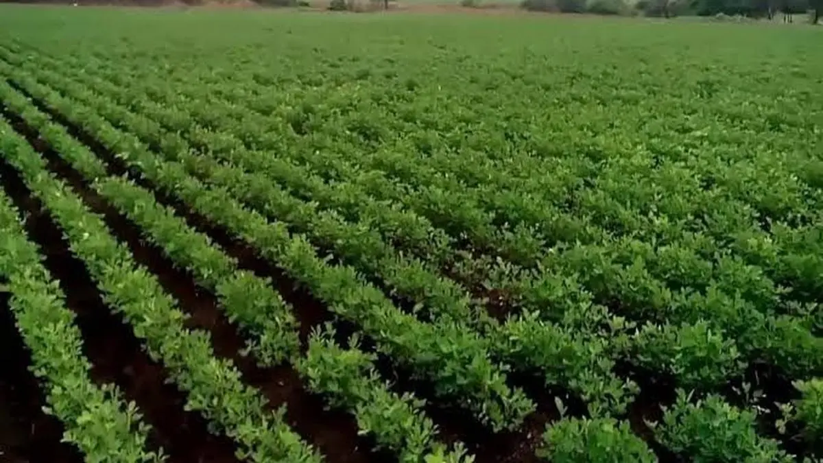Groundnut sowing gains momentum in Gujarat The Hindu BusinessLine